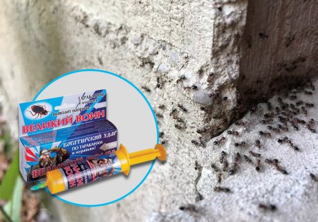 Муравьи в теплице – как их прогнать и больше не пускать