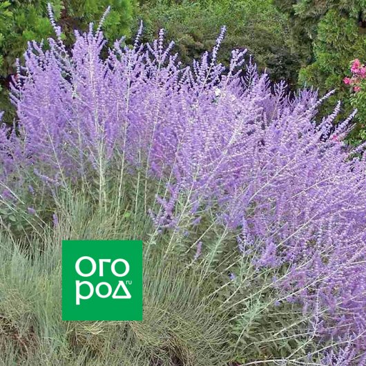 Шаг №2. Обеззараживание рассадной смеси, грунта при пикировке, высадке рассады
