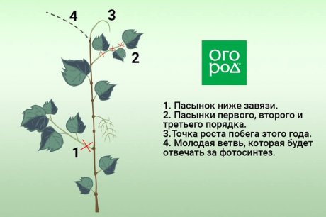 Обрезка