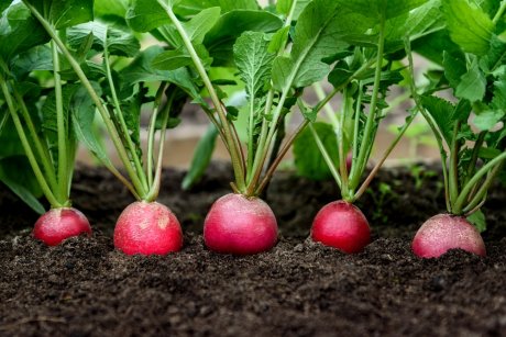 Готовимся к весне 20 сортов самого раннего и вкусного редиса