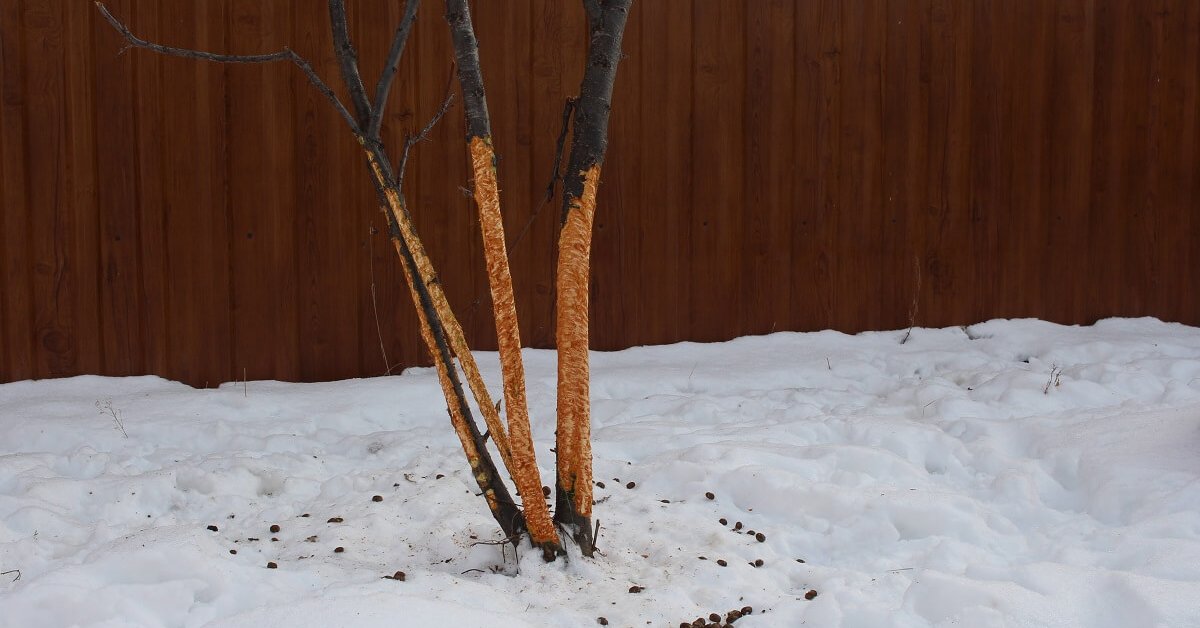 Глиняная болтушка