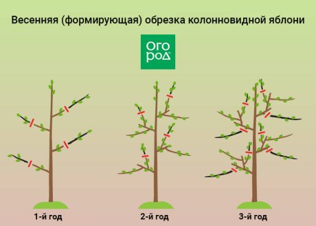 6. Удаляйте водосборы и отростки