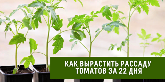 Полив