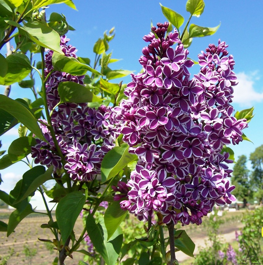 6. Болезни и вредители