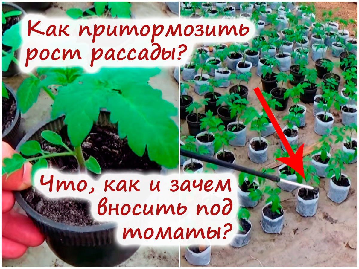 Растения – удивительные организмы, способные расти, размножаться и цвести. Однако, подобно любым другим организмам, они нуждаются в определенных условиях для своего полноценного развития. Иногда растения нуждаются в дополнительной помощи, особенно когда речь идет о росте и цветении. В таких случаях полезными оказываются регуляторы роста и цветения.