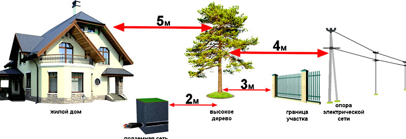 На каком расстоянии от дома безопасно сажать деревья кусты и делать клумбы