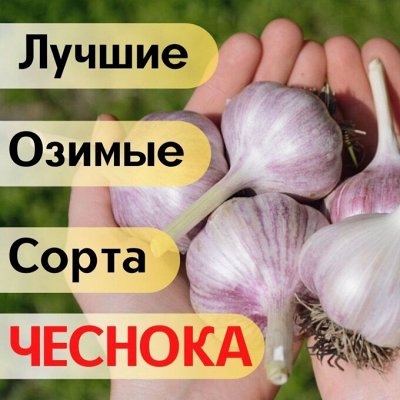 Озимый чеснок и его популярность