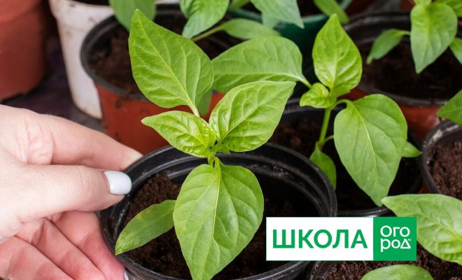 Шаг 6: Уход за рассадой